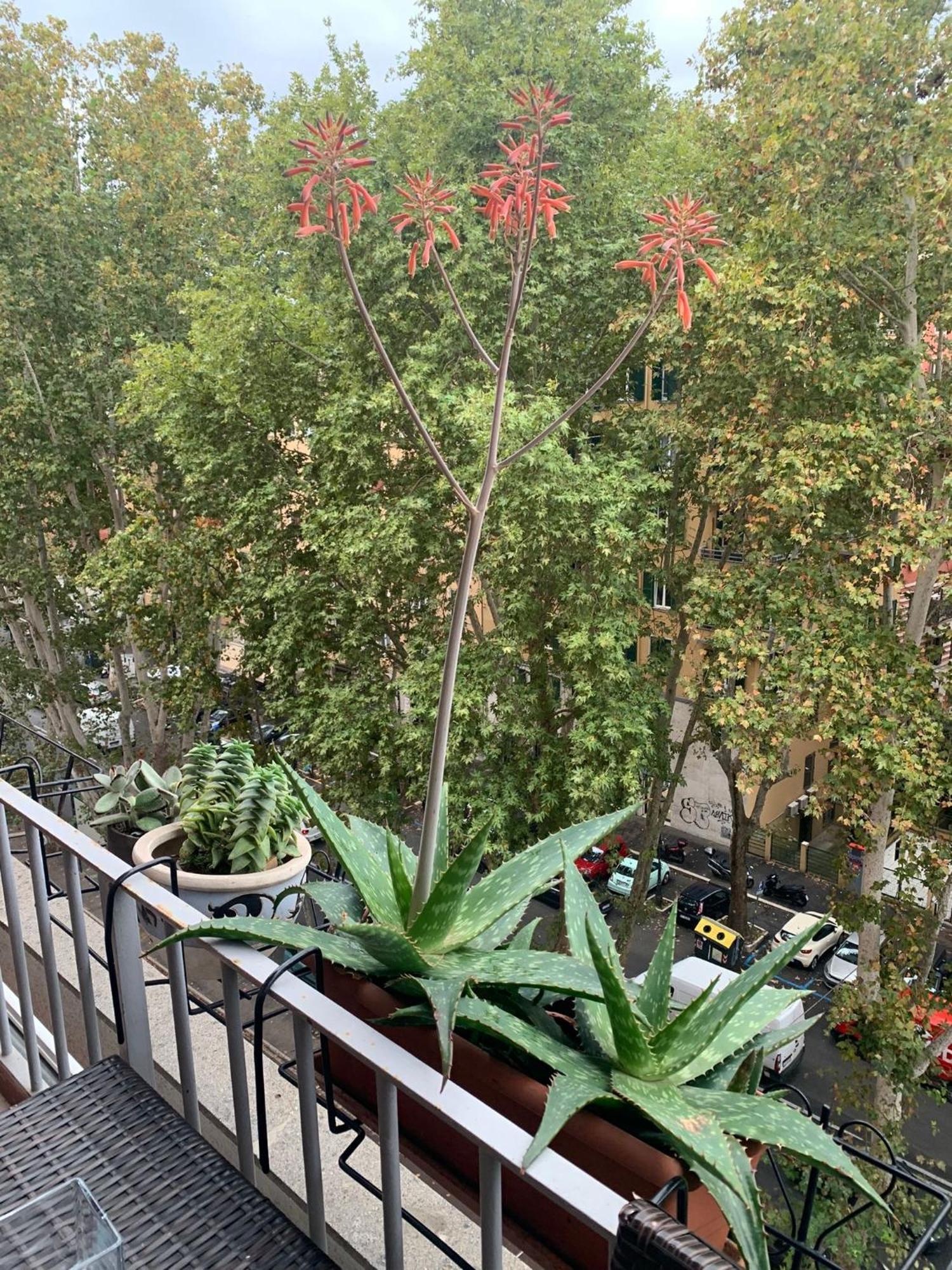 Apartamento Tiziano Apartment-a Spacious For In *